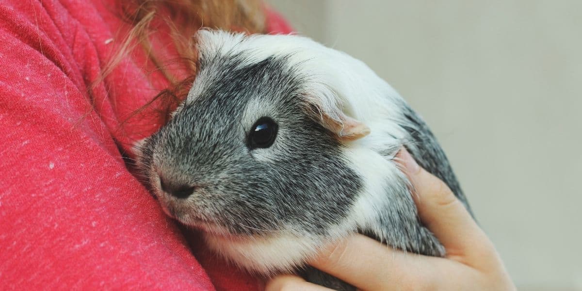How To Tame A Guinea Pig ( Step by Step Guide )