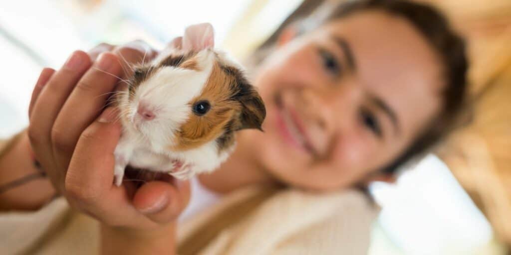 taming a guinea pig