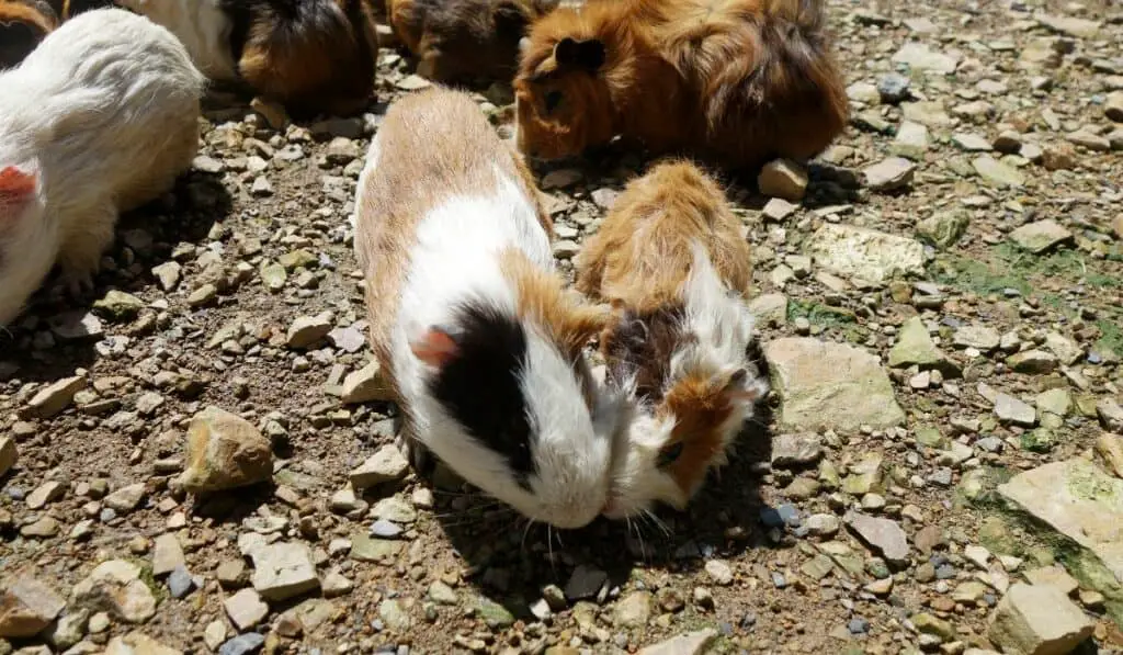 Wild Guinea Pigs