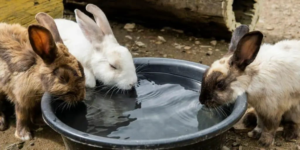 rabbit drinking from a water bowl