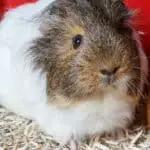 guinea pig litter box