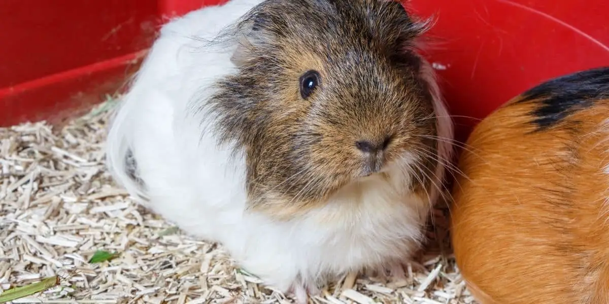 What do you Put in a Guinea Pig Litter Box?