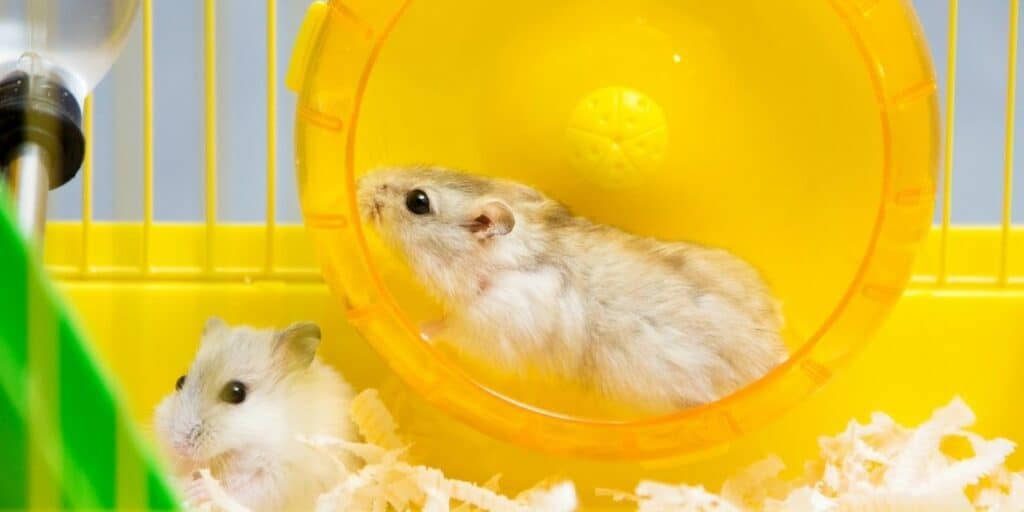 hamster in a wheel