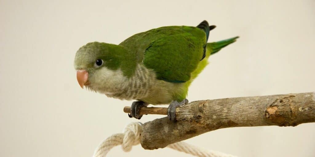 QUAKER PARROT