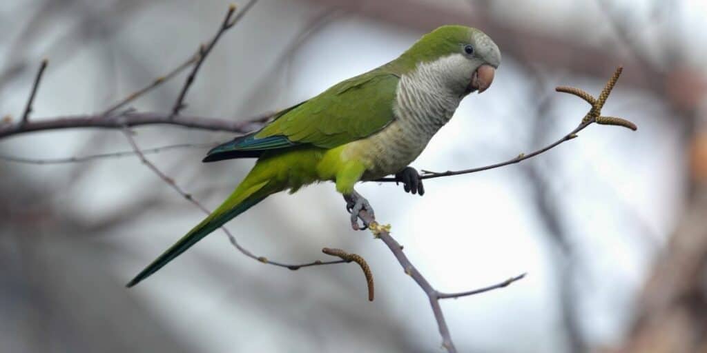 QUAKER PARROTS