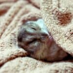 Hamster keeping warm