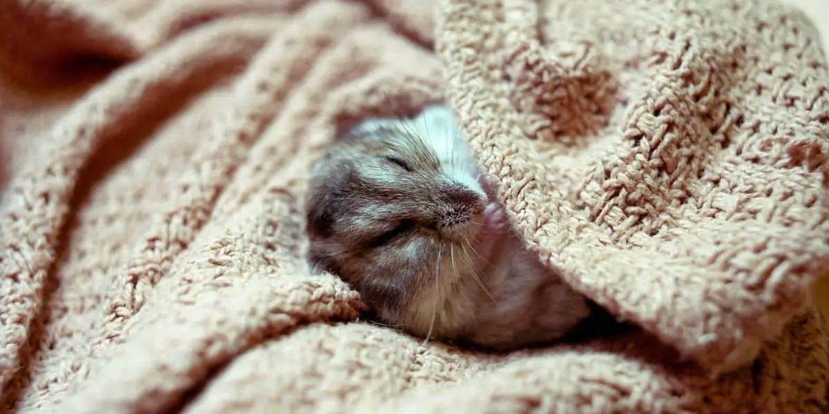 Hamster keeping warm