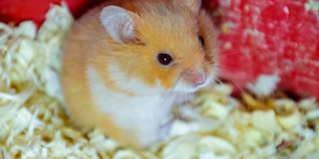 hamster in bedding