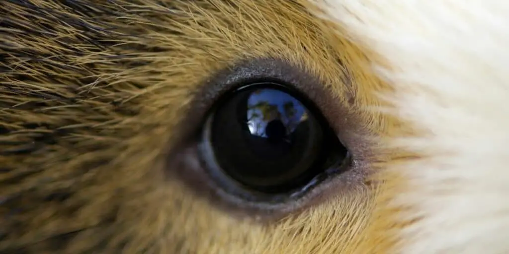 Guinea pig eyes