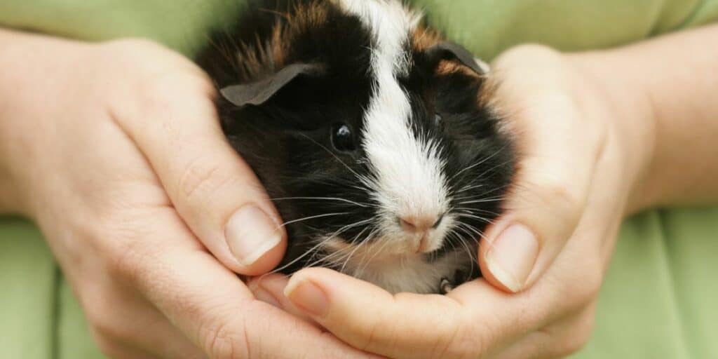 Holding a guinea pig