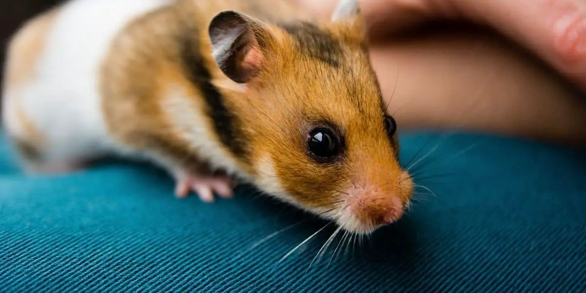 Can Hamsters Sneeze? ( Why do they sneeze )
