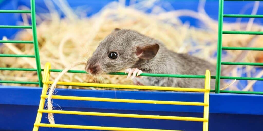 What bedding is safe for pet mice? Hutch and Cage