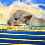 pet mice bedding