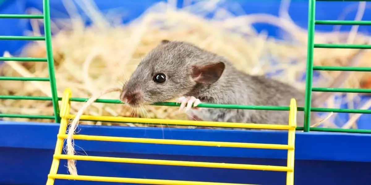 What bedding is safe for pet mice?