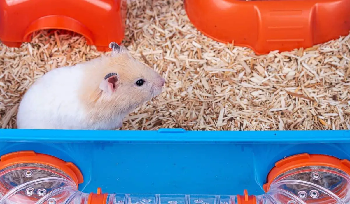 Why Do Hamsters Throw Their Poop?