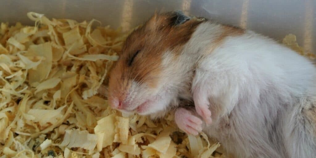 hamster sleeping