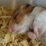 hamster sleeping