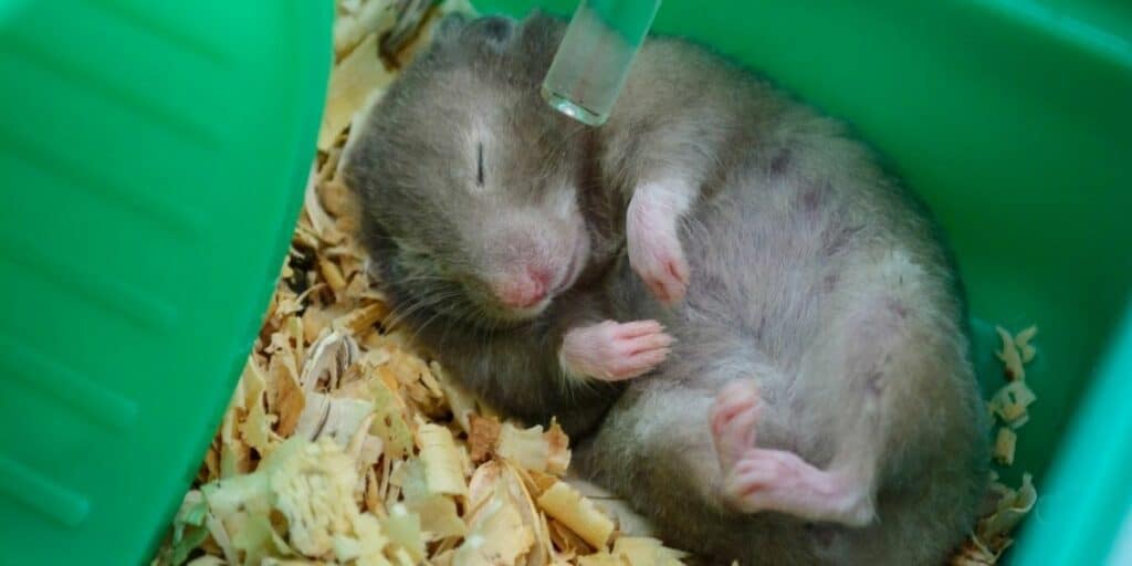 hamsters playing dead