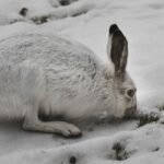 rabbit in snow