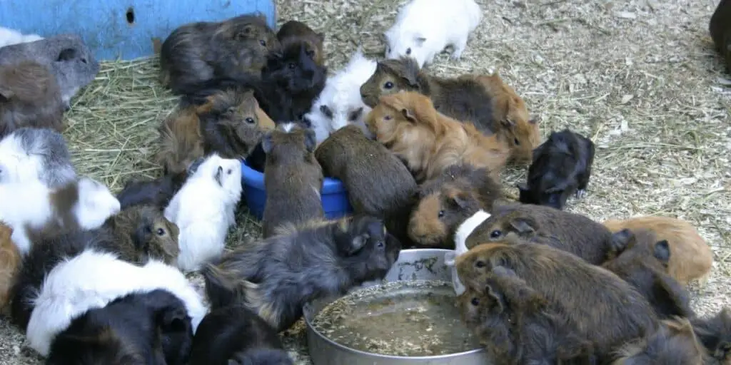 lots of guinea pigs