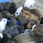 lots of guinea pigs