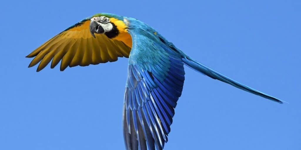 macaw facts