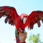 Largest Birds To Keep As Pets