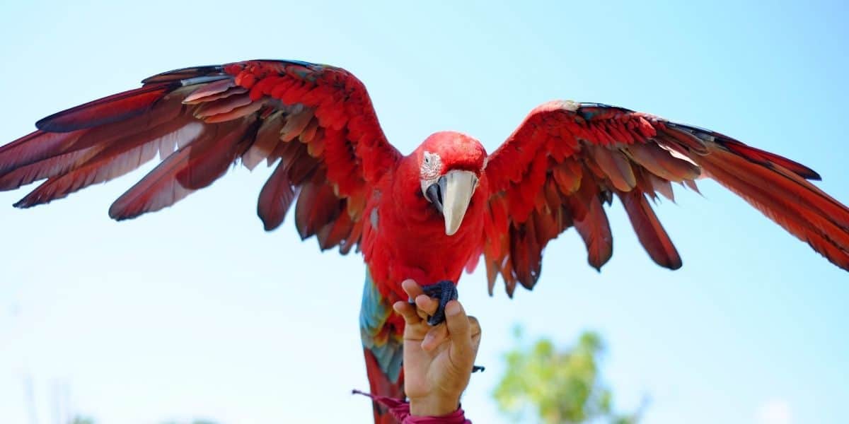 7 Largest Birds To Keep As Pets