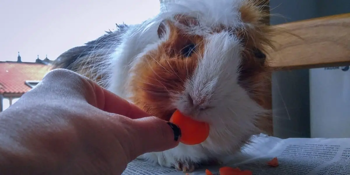 Can Guinea Pigs Get Diabetes from too many carrots?