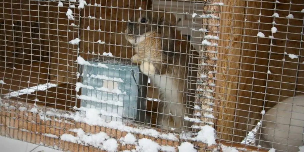 rabbit in winter