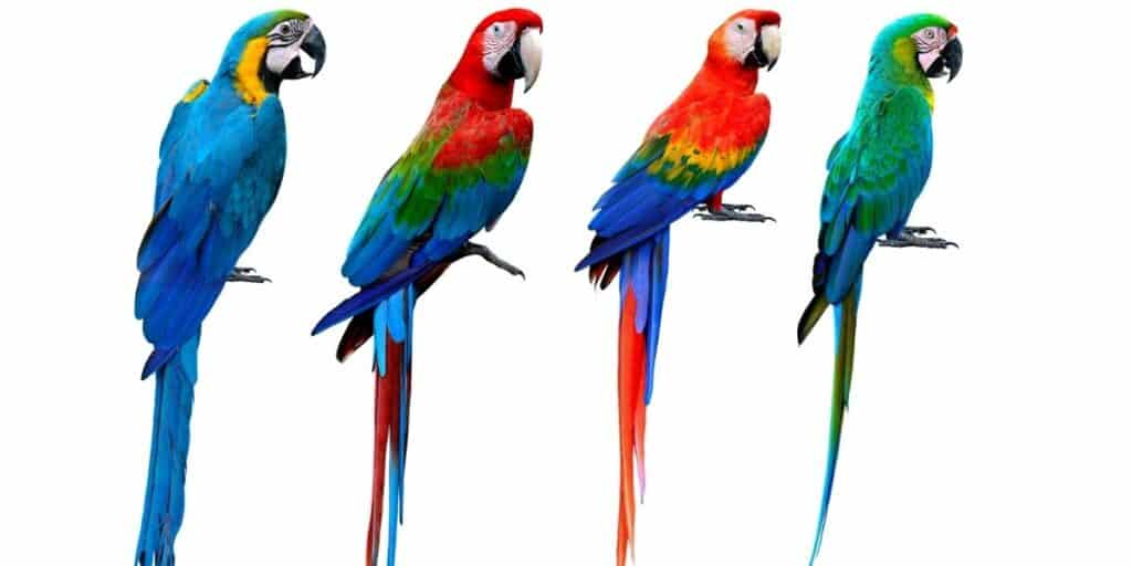 macaw facts