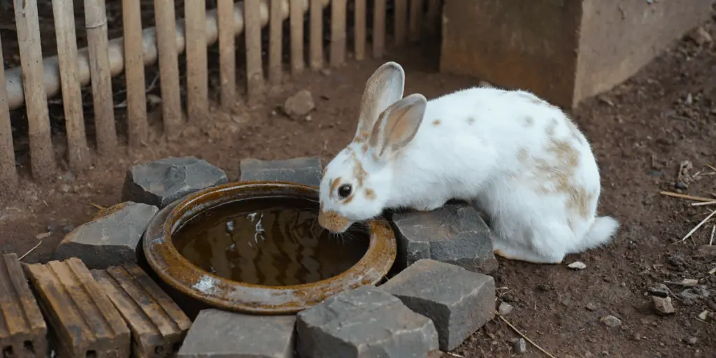 Can Rabbits Drink from a Bowl