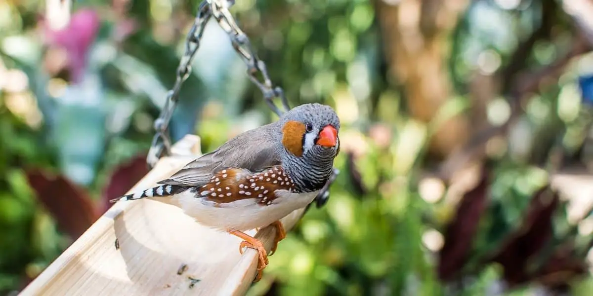 7 Pet Birds Perfect For Outdoors