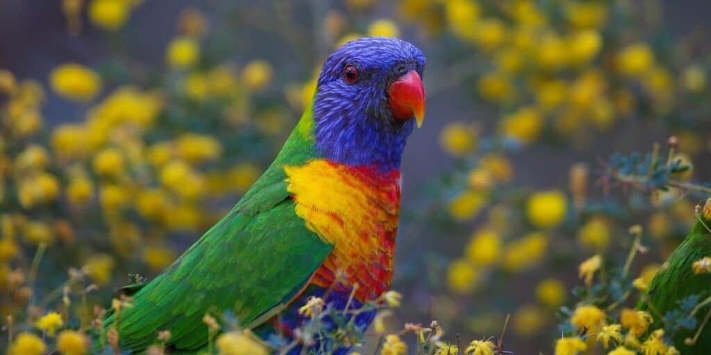 Rainbow Lorikeets