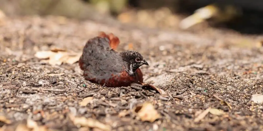 Chinese Painted Quail