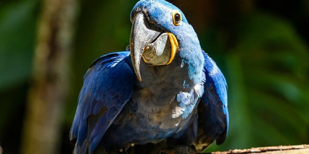 Hyacinth Macaws