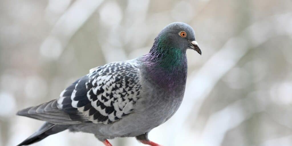 pigeon