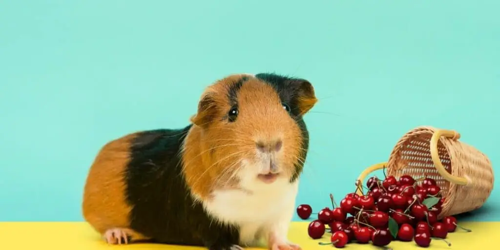 guinea pig esting cherries