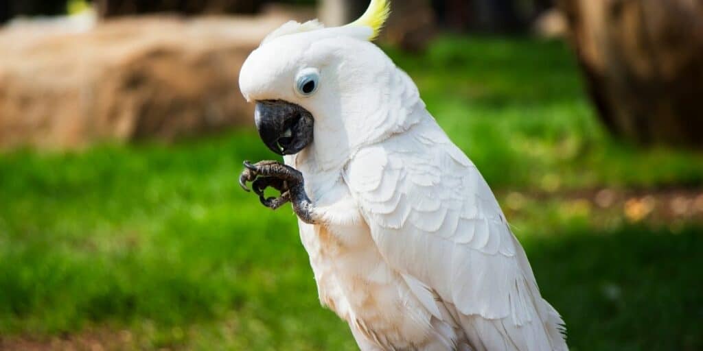 Umbrella Cockatoo