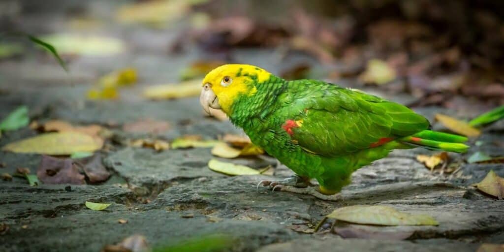 Double Yellow-Headed Amazon