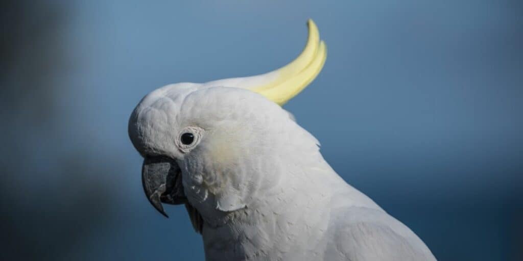 Sulphur-crested Cockatoo