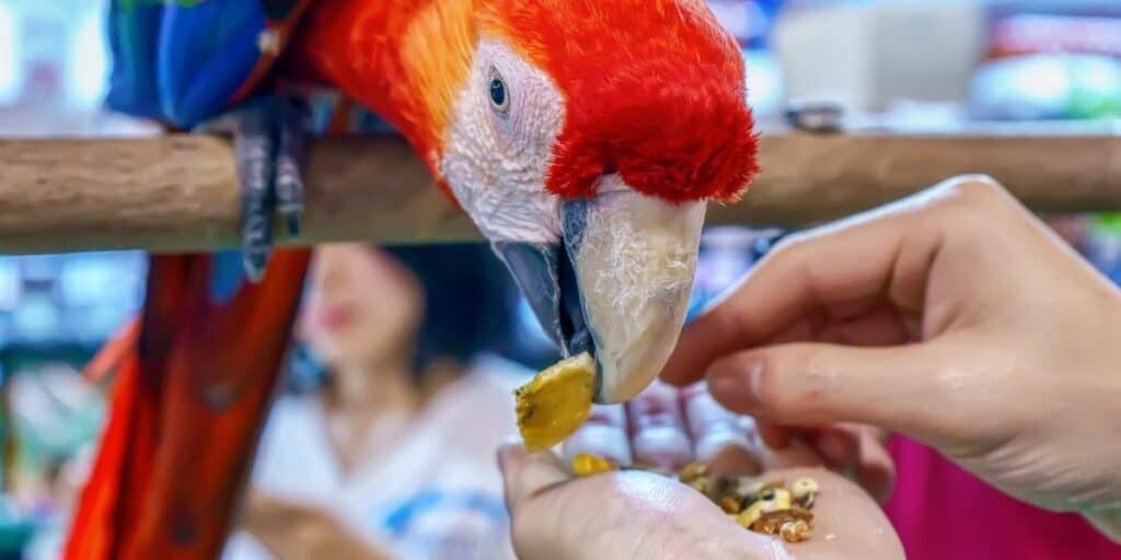 macaw eating