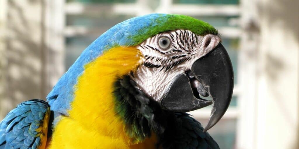 Blue-And-Gold Macaw