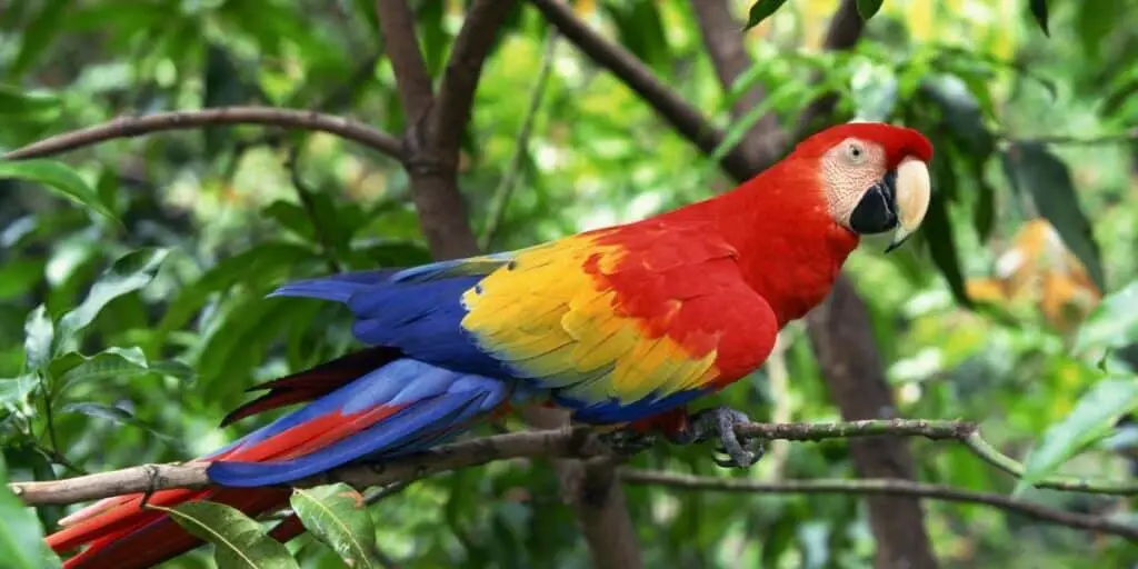 Scarlet Macaw