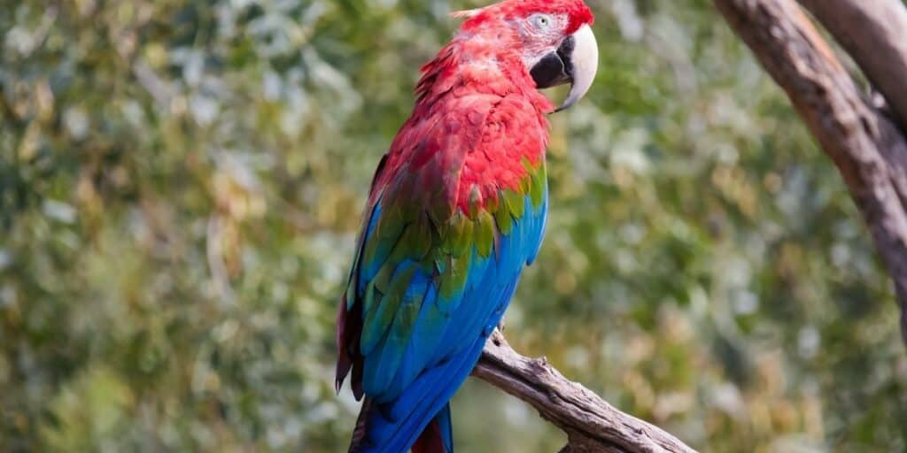 Red-And-Green Macaw