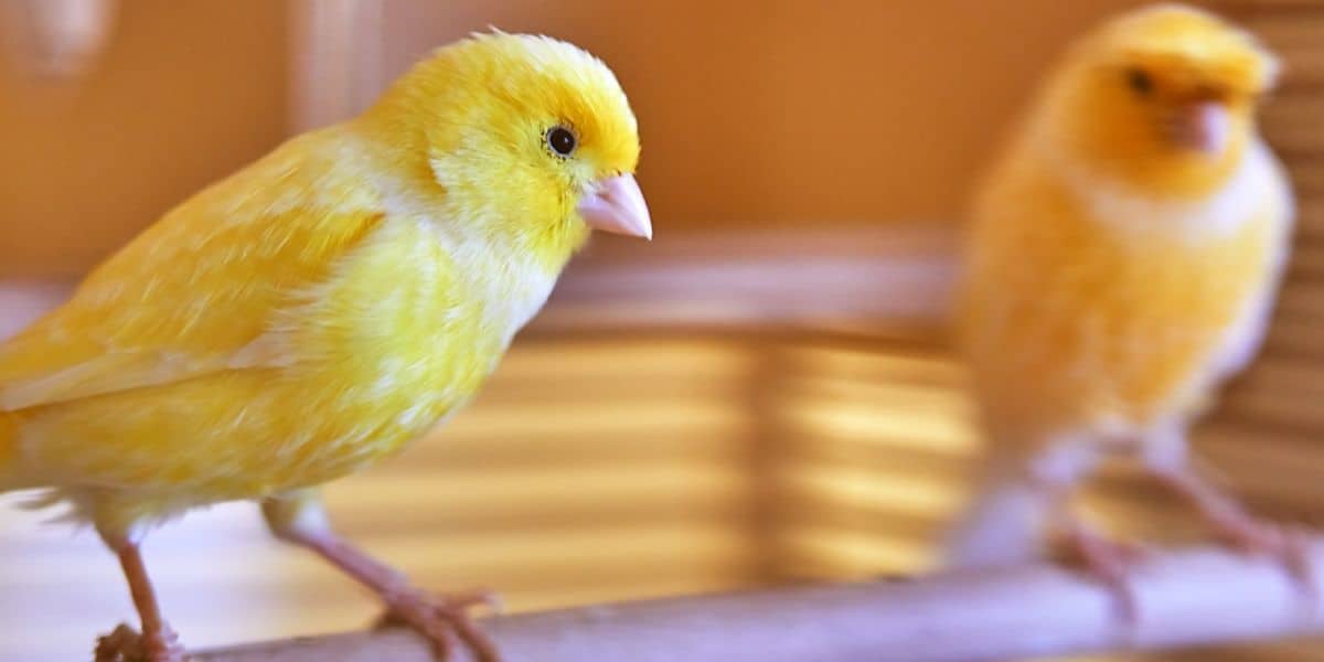 7 Most Gentle Pet Birds