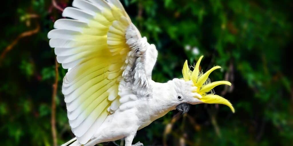 cockatoo