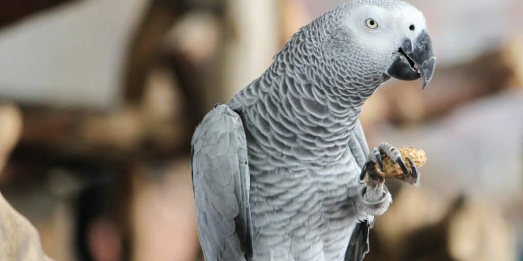 african grey