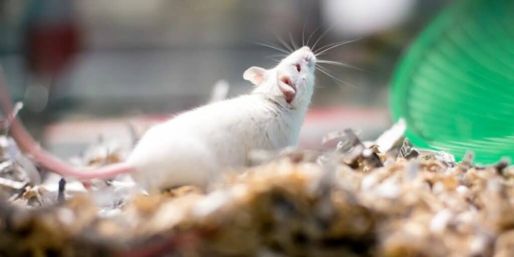 pet mouse in cage