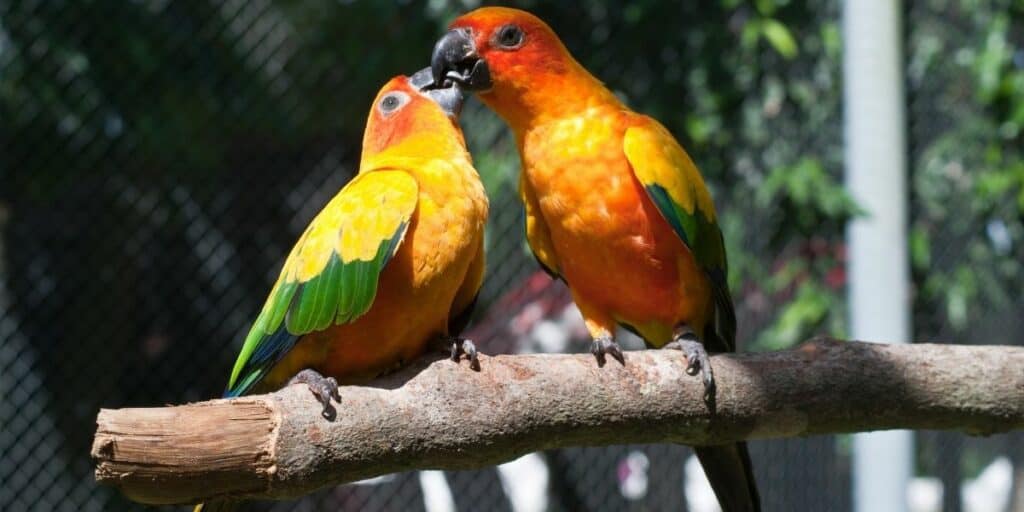 how do parrots mate